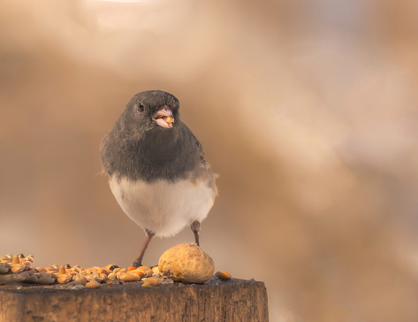 A dark-eyed junco on a wooden stump with  bird seed in its beak.