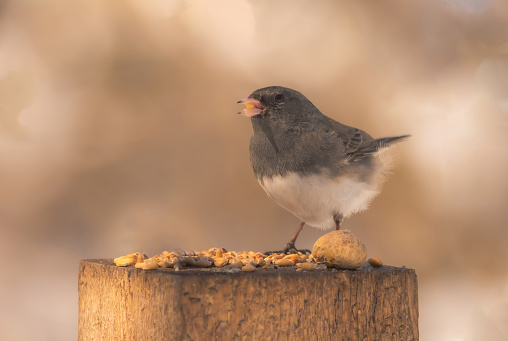 A dark-eyed junco on a wooden stump with  bird seed in its beak.