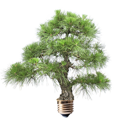 Light bulb with growing green pine tree. Ecological technology,  eco friendly, sustainable environment, Saving energy, conserving resource concept. Isolated on white background