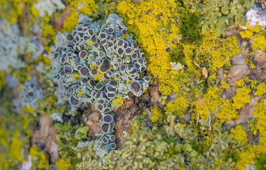 A variety of lichens growing in harmony together