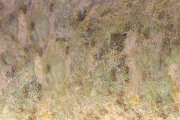 Birch bark with lichens on it.