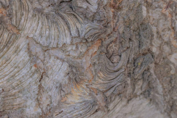 A close up of the bark of a birch tree.