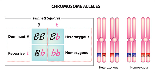 Microbiological illustration of chromosome alleles of human genome