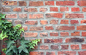 Close up of leaves of Common Ivy (Hedera helix) on a old brick wall. Horizontal background with Ivy growing on a brick wall. Copy space for text