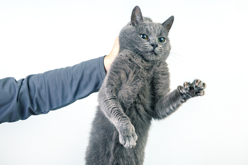 man hand holds a gray cat by the scruff of the neck. Home fluffy pet is guilty