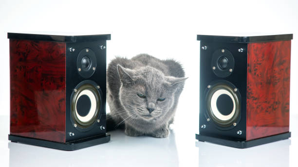 istock Gray cat sits between two audio stereo speakers on a white background 2123002786