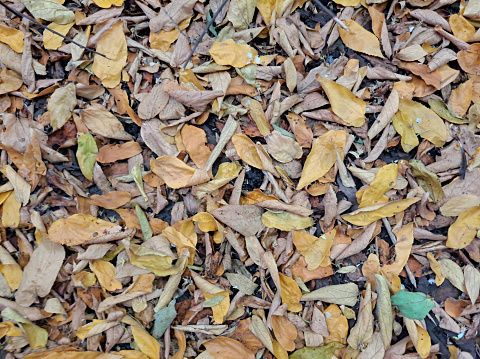 Close up fallen leaves on ground. Autumn fallen leaves, autumn season, seamless background.