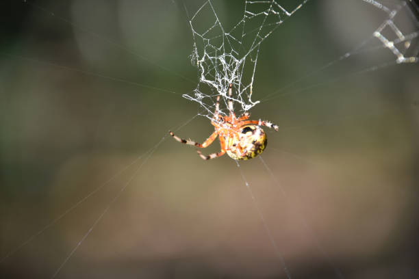 istock Orb Weaver in the Center of a Web 2123020623
