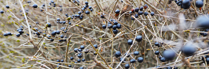 In the autumn forest, bushes laden with ripe berries.