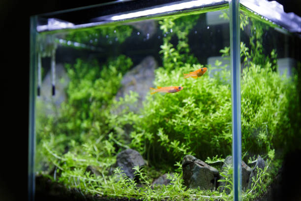 istock Small killifish tank interior in a room 2123033438