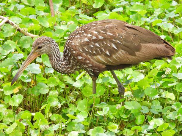 istock Limpkin (Aramus guarauna) -  foraging in the water plants 2123036047