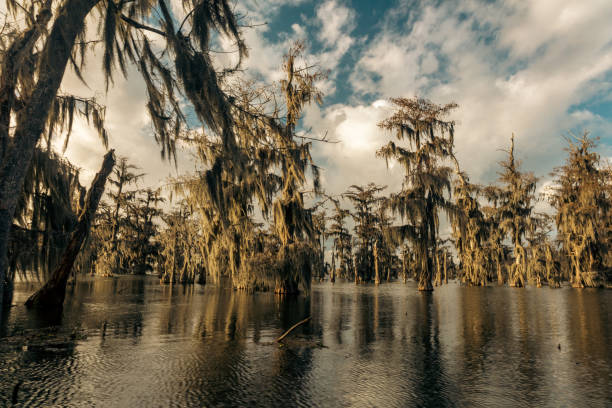 Swamp tour on a boat near Lafayette, Luisiana