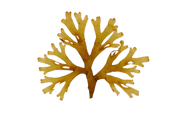 istock Dictyota dichotoma or forkweed brown algae isolated on white. 2123038163
