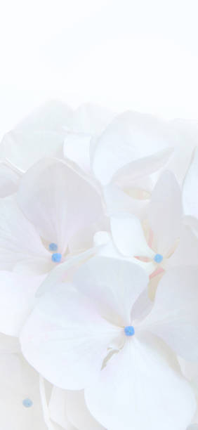 istock White hydrangea or hortensia flowers aesthetic mobile phone wallpaper. 2123038170