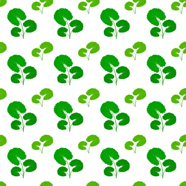 Vector illustration of Centella asiatica seamless pattern vector illustration. Gotu kola repeated texture. Fresh green leaf for organic cosmetics, natural products, food, medicine design. Asian pennywort endless background.