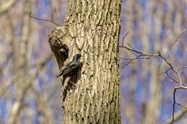 The common starling or European starling (Sturnus vulgaris) during nesting