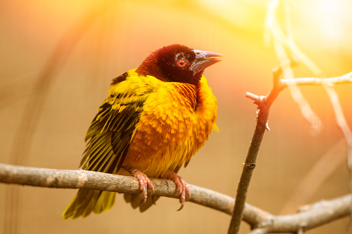 Black-headed weavers make nests in colonies and have nests suspended from a tree over water.