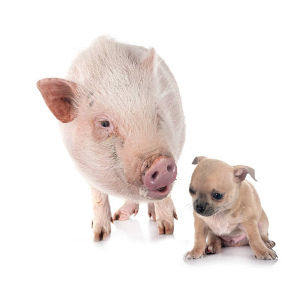 istock puppy chihuahua and pig in studio 2123104800