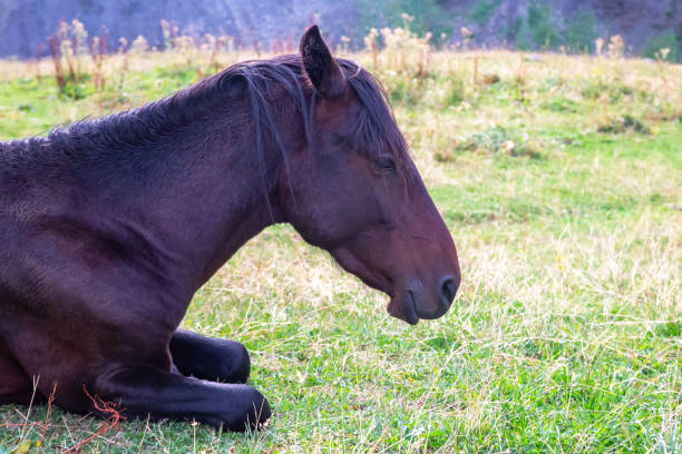 istock the horse rests on the grass after lunch 2123119683