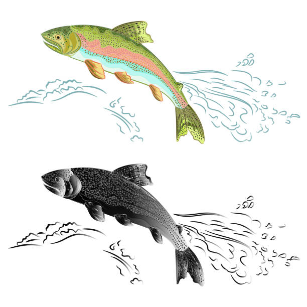 ilustrações de stock, clip art, desenhos animados e ícones de american trout (oncorhynchus mykiss)  salmon-predatory fish natural and as wrought metal jumps over the weir  vintage vector illustration editable hand draw - trout fishing silhouette salmon