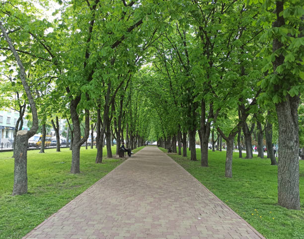 istock Beautiful green city park. Pathway and beautiful trees with walking path 2123139615