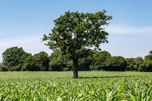 Farmland in Sussex with a tree growing in a field of crops