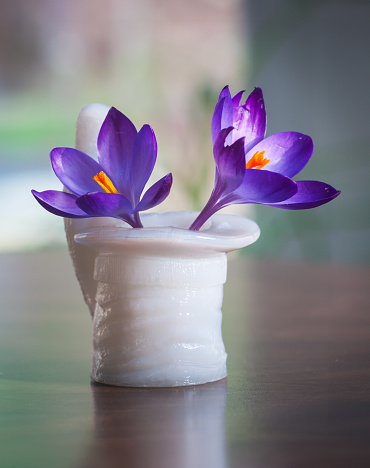 Two tiny purple crocus in a small milk glass vase.