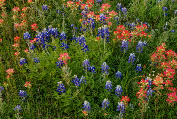 istock Bluebonnet & Indian Paintbrush Mix 2123163101