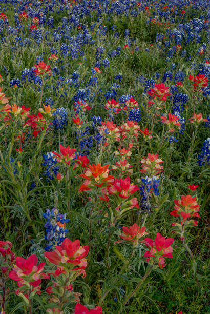 istock Bluebonnets & Indian Paintbrush 2 2123163127