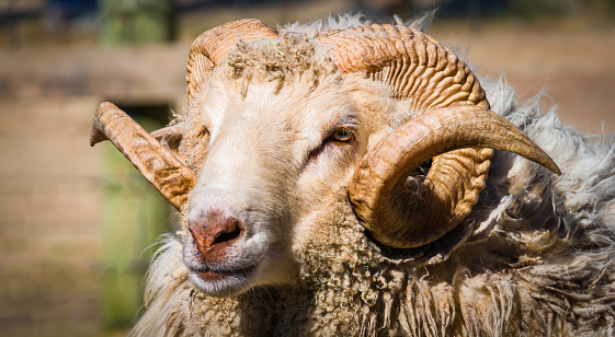 A curly  horned ram  enjoys a bit of March sun on a Cape Cod Farm