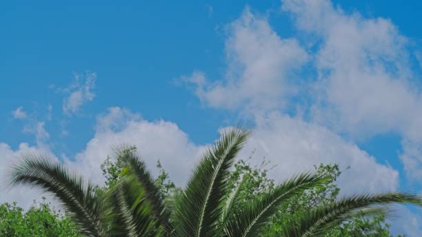 Colorful cloudscape over Sago palm tree mid day in central Florida. Looking west in Melbourne Florida on March 21, 2024.