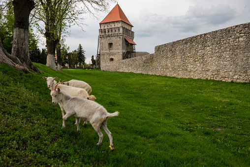 View of the Skalat castle in Ukraine