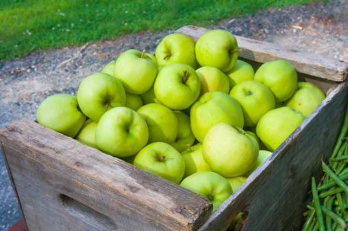 An old weathered wooden crate holds freshly picked green honey gold apples, a late summer treat.