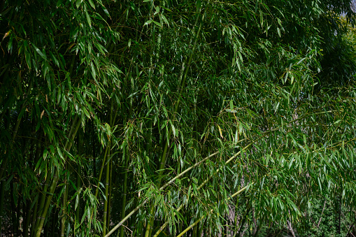 Bamboo plants in silhouette in the forest, Delray Beach, Florida, USA