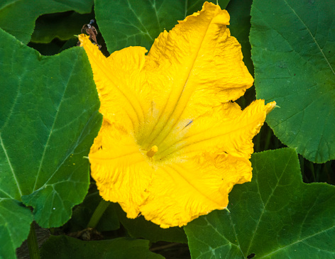A yellow squash blossom blooms for a few morning hours in a Cape Cod vegetable garden.