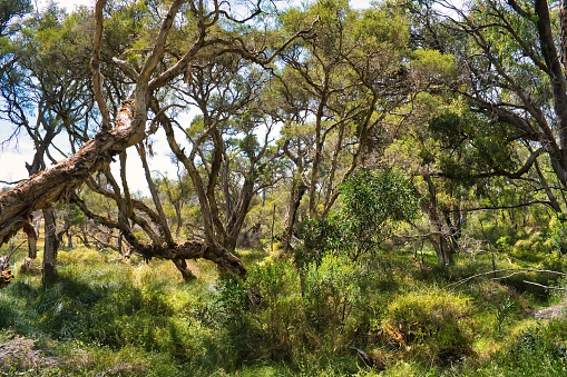 Forest with swamp paperbarks (Melaleuca ericifolia) and an undergrowth of grasses in Leschenault Peninsula Conservation Park near Australind, Western Australia