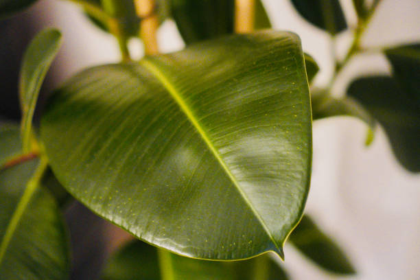 istock Houseplant Leaf Close-Up 2123184279