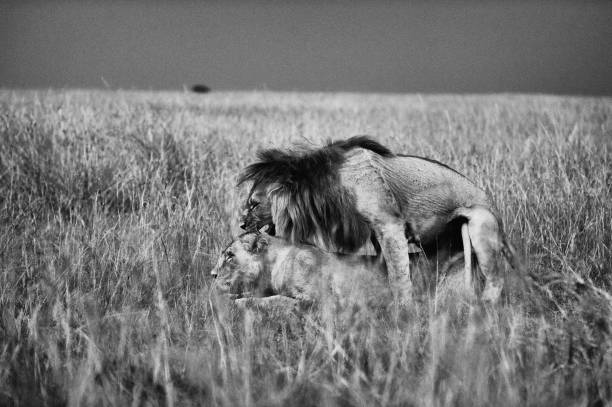 istock mating season. lion and a lioness in Kenya 2123210170