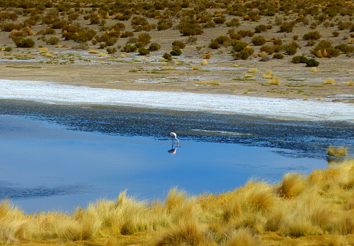 Bolivia salt lake Laguna Canapa located on the Bolivian Altiplano Eduardo Avaroa National park