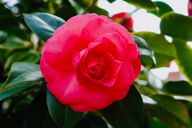 A vibrant Chinese garden rose blooms proudly, its intricate petals capturing the essence of cultural richness and natural splendor.