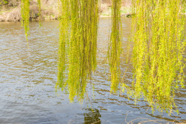 Willow branches with green leaves hang by the river. Willow near the pond in Czech. High quality photo