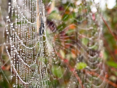 Spider web with dew drops between the stalks in a green meadow, selected focus, narrow depth of field