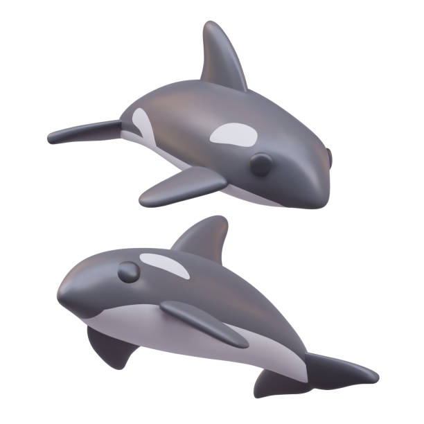 istock Vector killer whales in cartoon style. 3D ocean dweller. Predatory sea animal, orca 2123242030