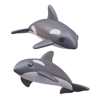 Vector killer whales in cartoon style. 3D ocean dweller. Predatory sea animal, orca. Dangerous water creature. Color illustrations, top and bottom view. Isolated illustrations