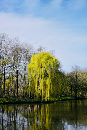 A serene scene unfolds with a lush green willow gracefully draping its branches over the far shore of the tranquil pond, its reflection dancing on the water's surface