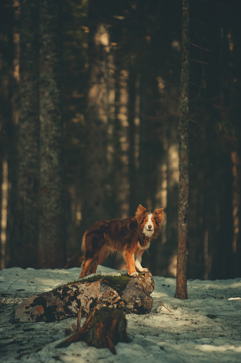 Portrait of dog in forest in winter