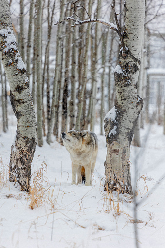 Wolf-dog in snowy forest
