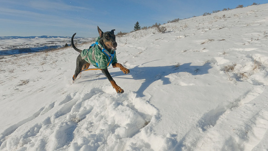 Dobermann Dog bounds through snow wearing winter jacket