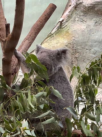 Koalas hand
