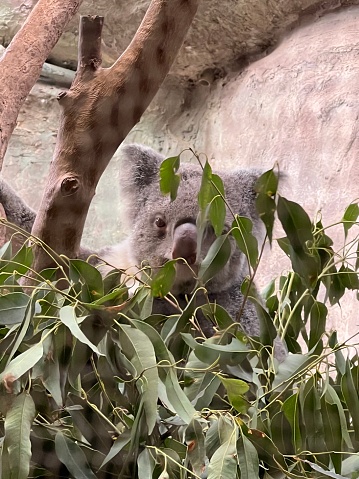 Koalas im Regenwald
